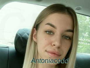 Antoniacodd