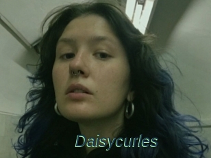 Daisycurles