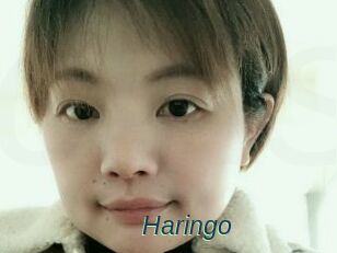 Haringo